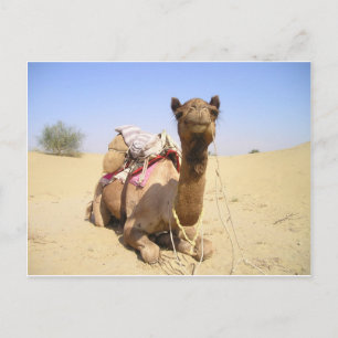 Postal Destino de la naturaleza del amor de la paz de