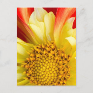 Postal Destino del bosque de la naturaleza de la hoja