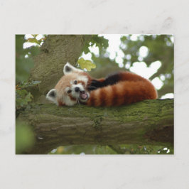 Postal Destino natural de oso de panda roja