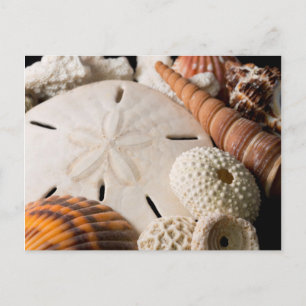 Postal Detalle De Conchas Marinas De Todo El Mundo