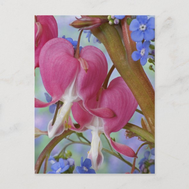 Postal Detalle de corazones sangrantes y Brunnera Jack (Anverso)