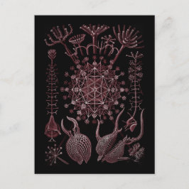 Postal Detalle de la concha marina de Phaeodaria 1879