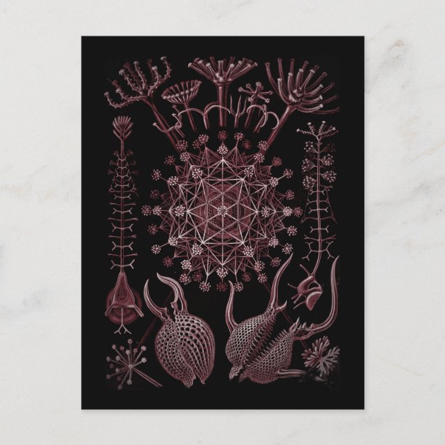 Postal Detalle de la concha marina de Phaeodaria 1879 (Anverso)