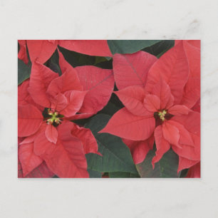 Postal Detalle de la poinsettia roja (Euphorbia pulcherri