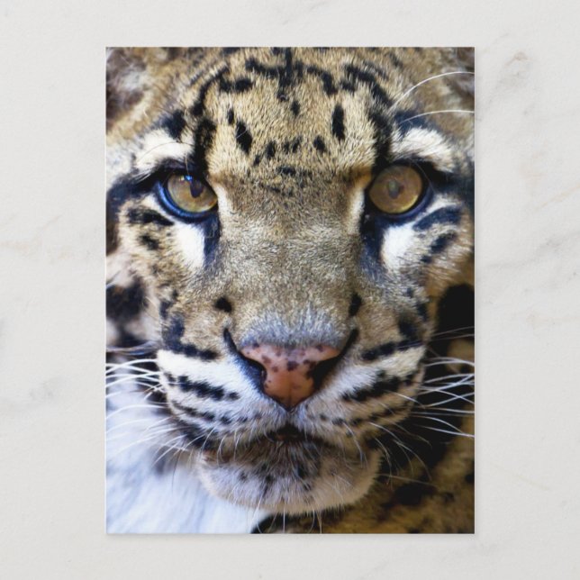 Postal Detalle de leopardo nublado (Anverso)