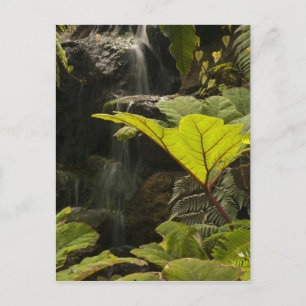 Postal Detalle de planta en un jardín botánico, Ecuador
