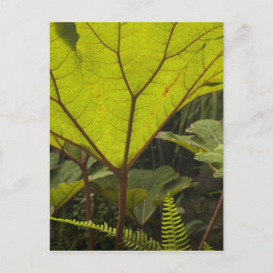 Postal Detalle de planta en un jardín botánico, Ecuador 2
