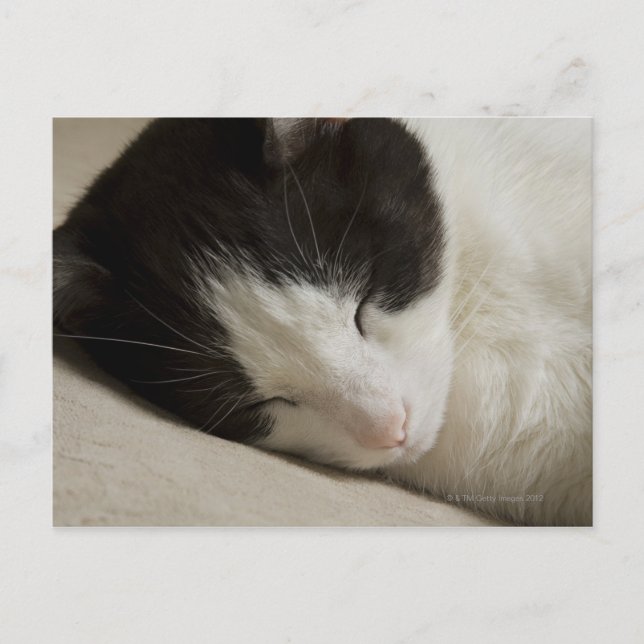 Postal Detalle de retrato de un gato doméstico durmiendo (Anverso)