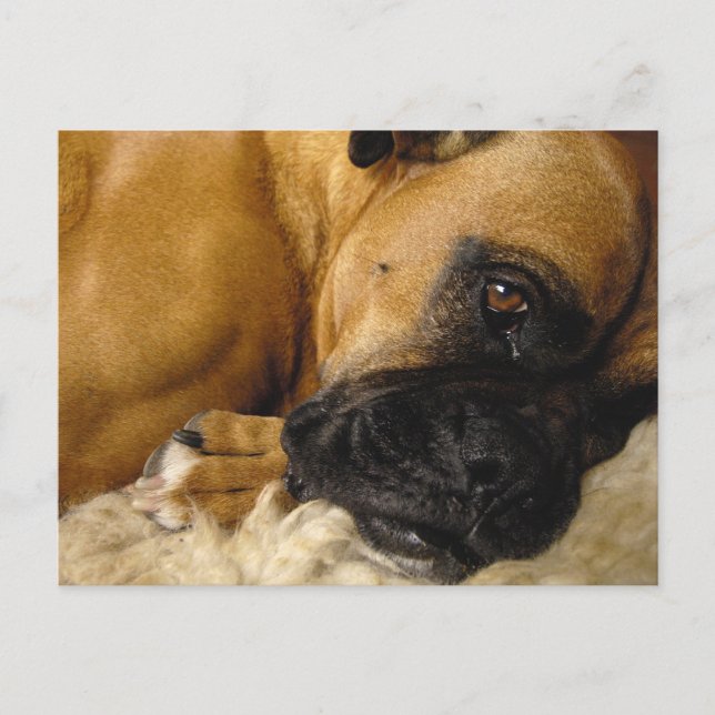 Postal Detalle de un Boxer (Anverso)