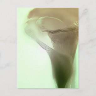 Postal Detalle romántico de las flores