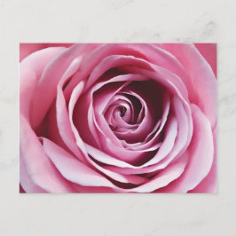 Postal Detalle rosa rosa rosa, flor primaveral floral rom