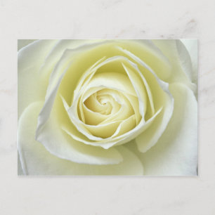 Postal detalles de cerca de rosa blanca