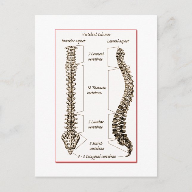 Postal Detalles de la columna vertebral Sepia2 (Anverso)