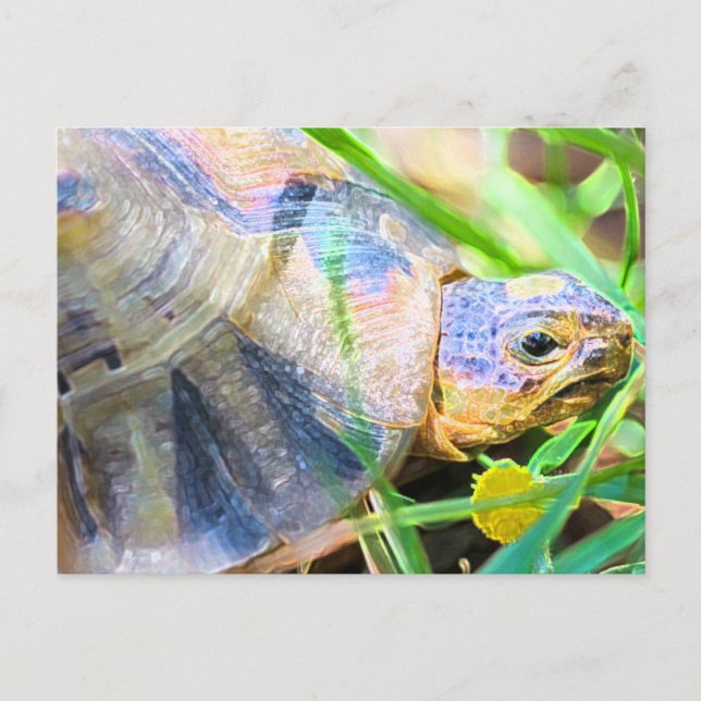 Postal Detalles de la tortuga de barro artificial en Sudá (Anverso)