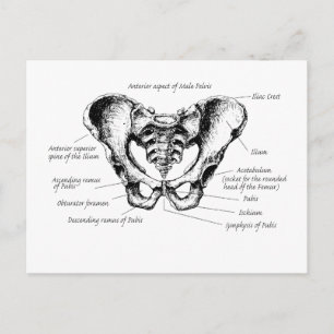 Postal Detalles de Pelvis masculino