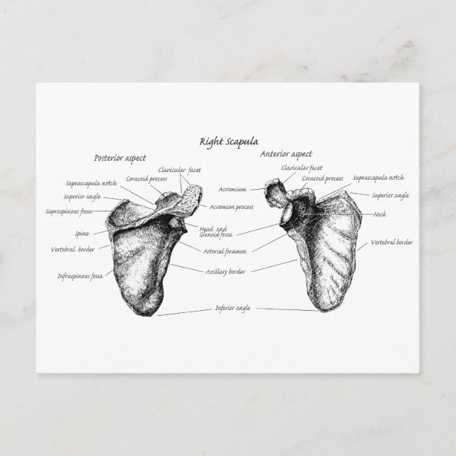Postal Detalles de Scapula (Anverso)