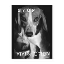 Detener la vivisección - Postcard
