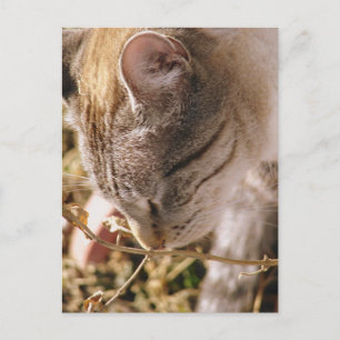 Postal Detener y oler las flores