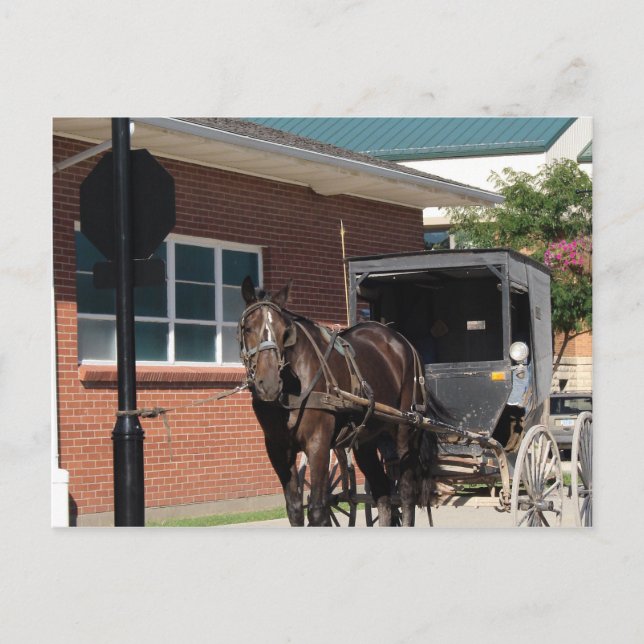 Postal Detenido por un hechizo, un caballo amiish a la se (Anverso)