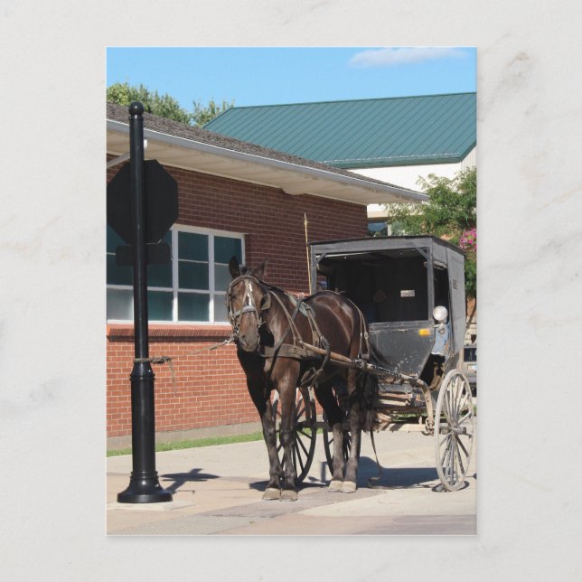 Postal Detenido por un hechizo, un caballo amiish a la se (Anverso)