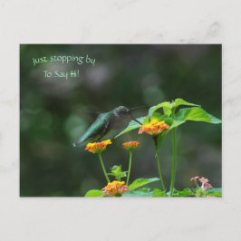 Postal Deteniéndose Por Hummingbird Postcard
