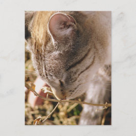 Postal Detente y huele las flores