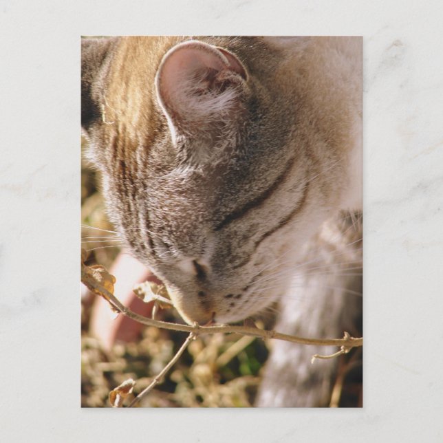 Postal Detente y huele las flores (Anverso)