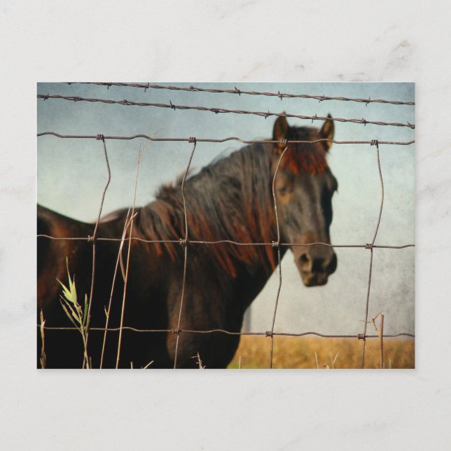 Postal Detrás de la cerca, caballo abstracto (Anverso)