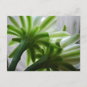 Postal Detrás de las escenas