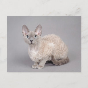 Postal Devon rex