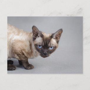 Postal Devon rex
