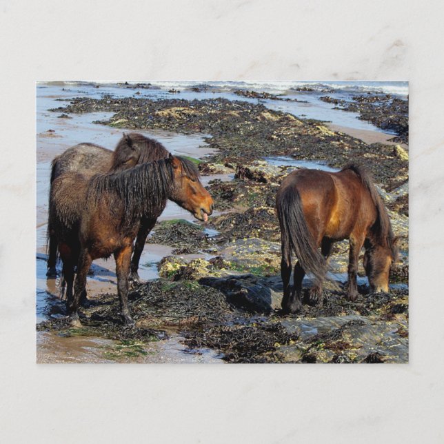 Postal Devon Three Dartmoor Ponies Disfrutando De La Play (Anverso)