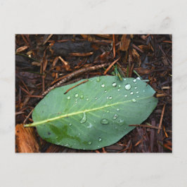 Postal Dew Dappling Leaf