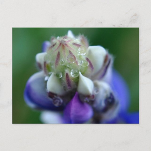 Postal Dew Dappling Lupine (Anverso)