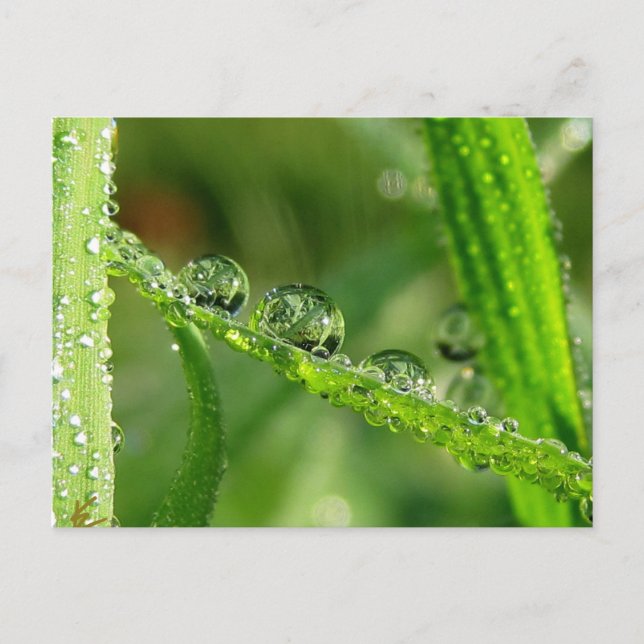 Postal Dew Drogas Agua Deslizar la naturaleza juguetona (Anverso)