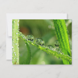 Postal Dew Drogas Agua Deslizar la naturaleza juguetona