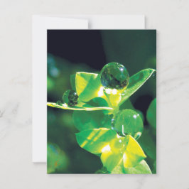 Postal Dew Drogas Naturaleza Meditación Médica