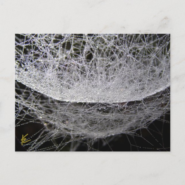 Postal Dew Drop Water Hammock Spider Web (Anverso)