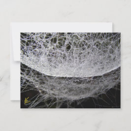 Postal Dew Drop Water Hammock Spider Web