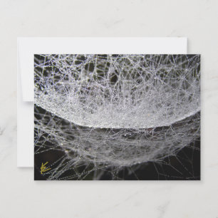 Postal Dew Drop Water Hammock Spider Web