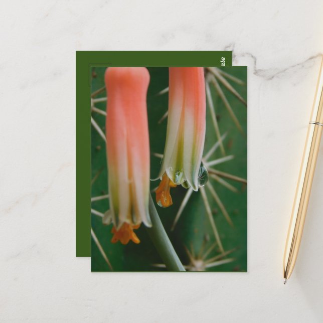 Postal Dew en Aloe Bloom (Anverso/Reverso In Situ)