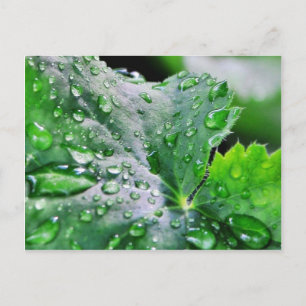 Postal Dew Water Droplets Droplets