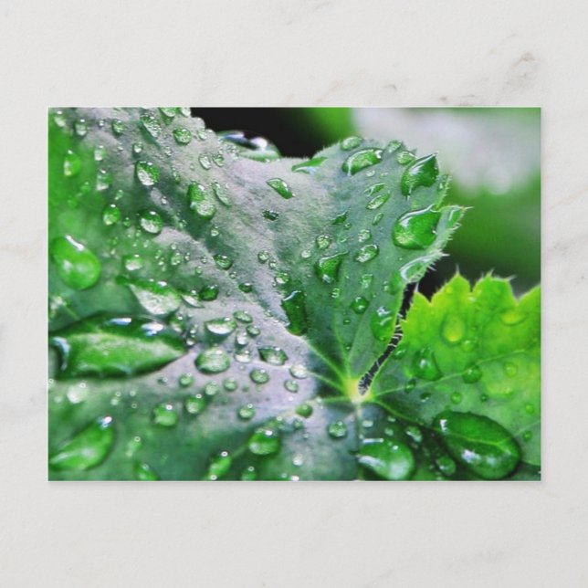 Postal Dew Water Droplets Droplets (Anverso)