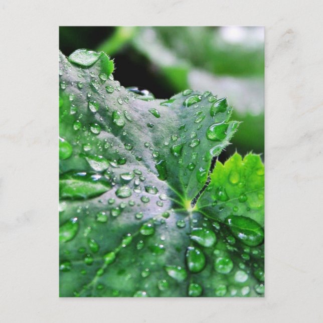 Postal Dew Water Droplets Droplets (Anverso)