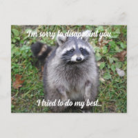 Di lo siento Raccoon se disculpa