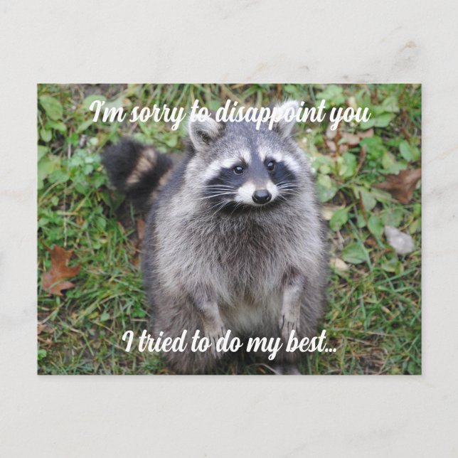 Postal Di lo siento Raccoon se disculpa (Anverso)