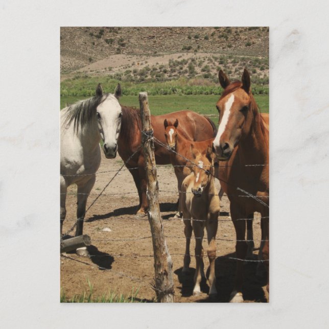 Postal ¡Di queso! :) (Anverso)