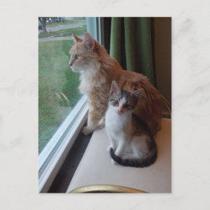 Postal día de bonito en la ventana