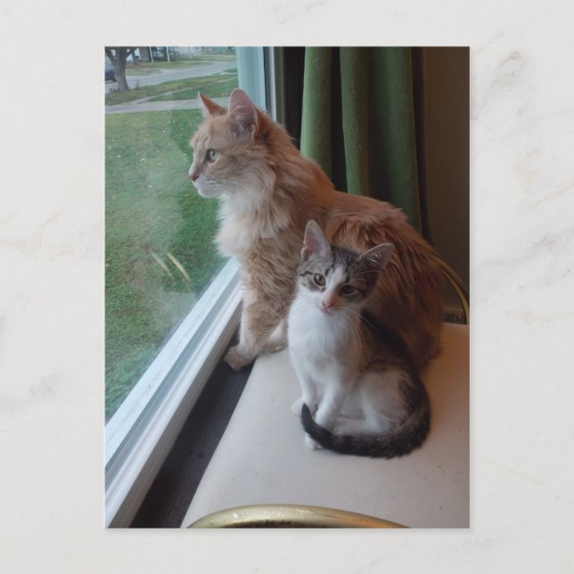 Postal día de bonito en ventana (Anverso)