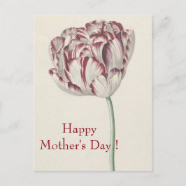 Postal Día de la Madre - Tulipán blanco y rojo Bella Arte